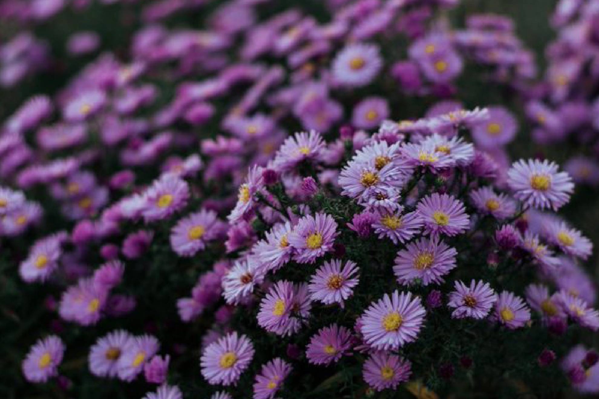 Las flores moradas se regalan el 9 de noviembre y podra convertirse en tradicin