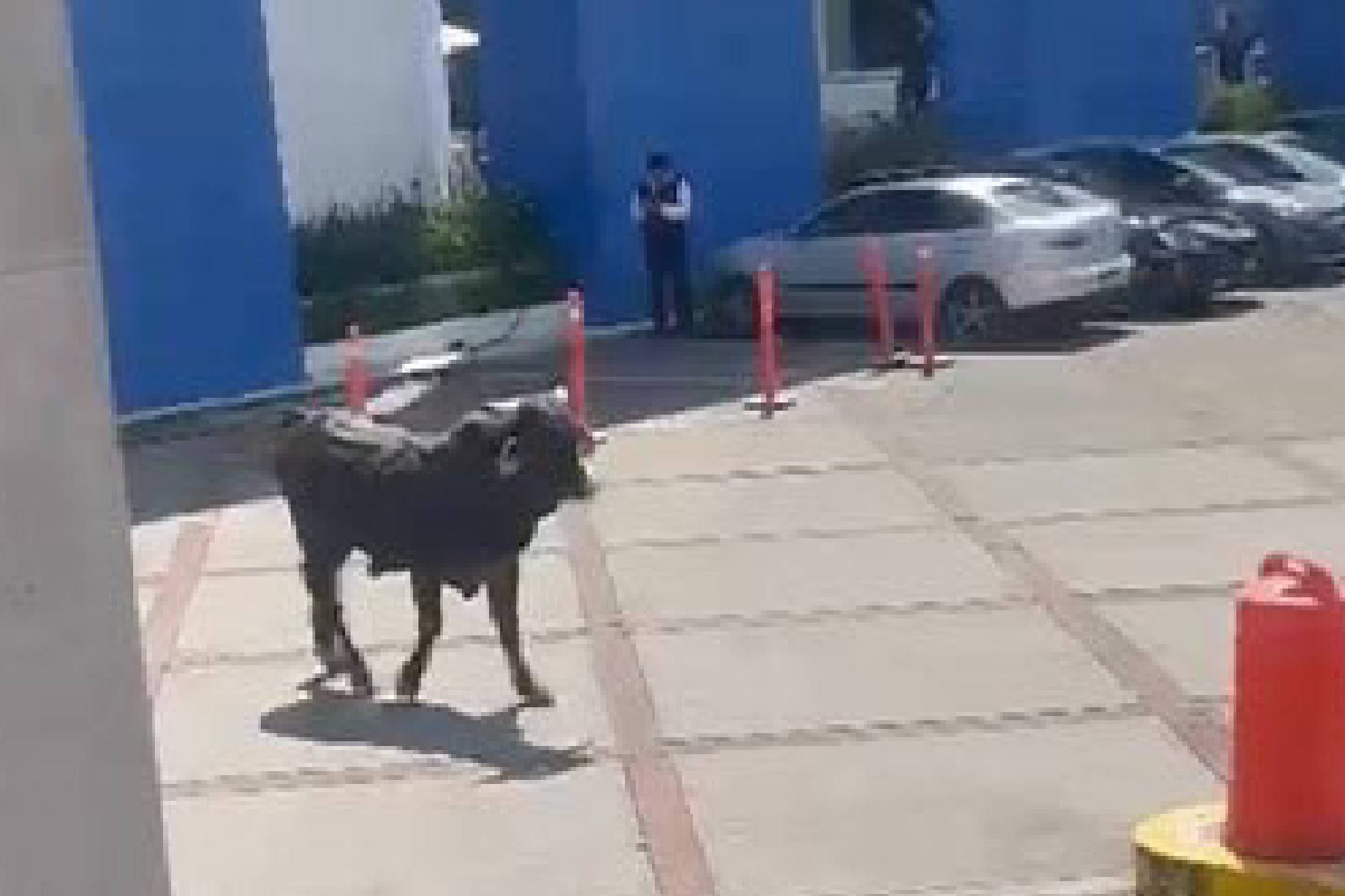 El toro lleg hasta el plantel de la Universidad La Salle, campus Pedregal