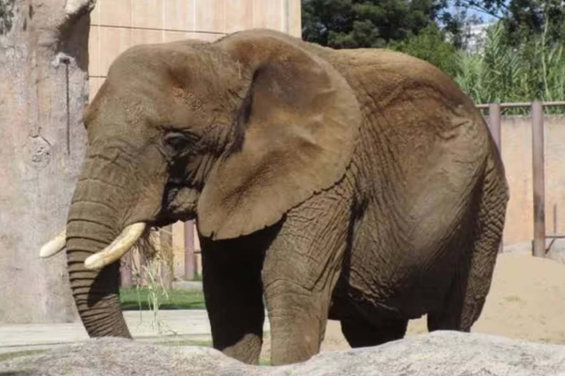 La elefanta Ely recibi amparo para mejorar sus condiciones de vida en Zoolgico de San Juan de Aragn.