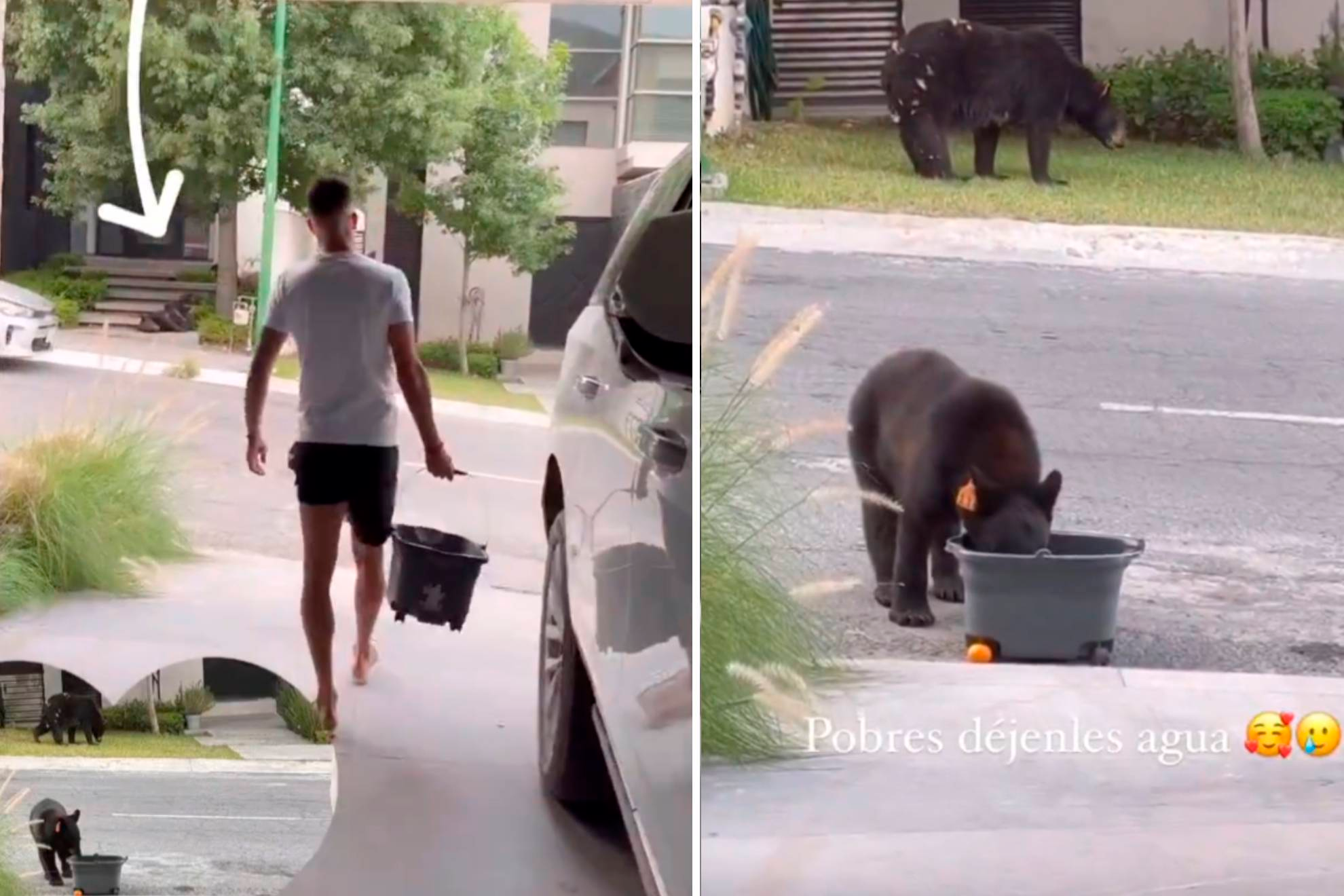 Maxi Meza tiene gran detalle con osos que rondan su casa y les pone agua ante lola de calor