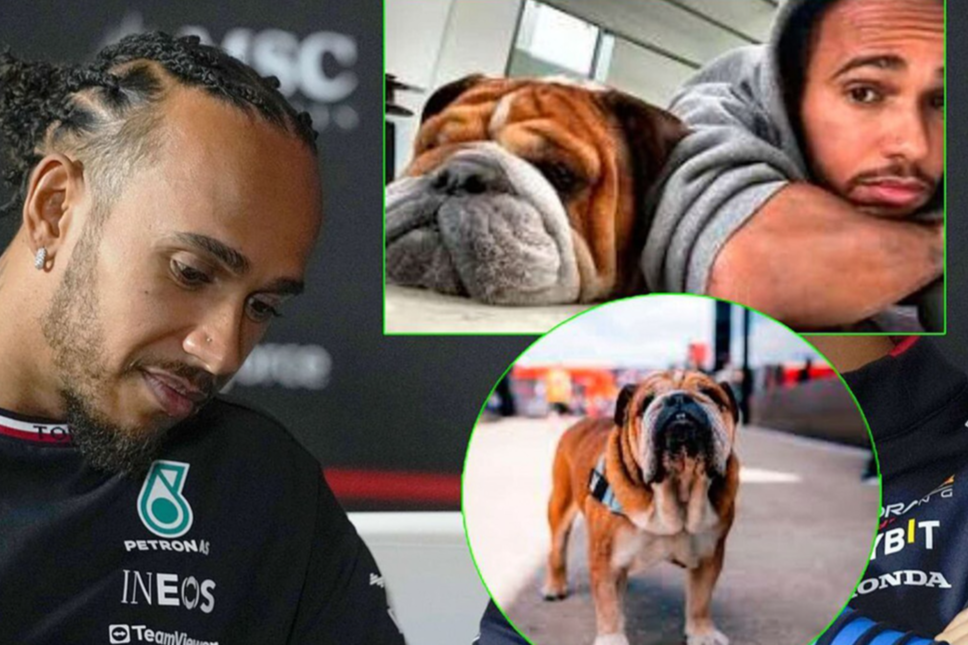 Lewis Hamilton y la promesa a Mxico, traer a su famoso perro, Roscoe