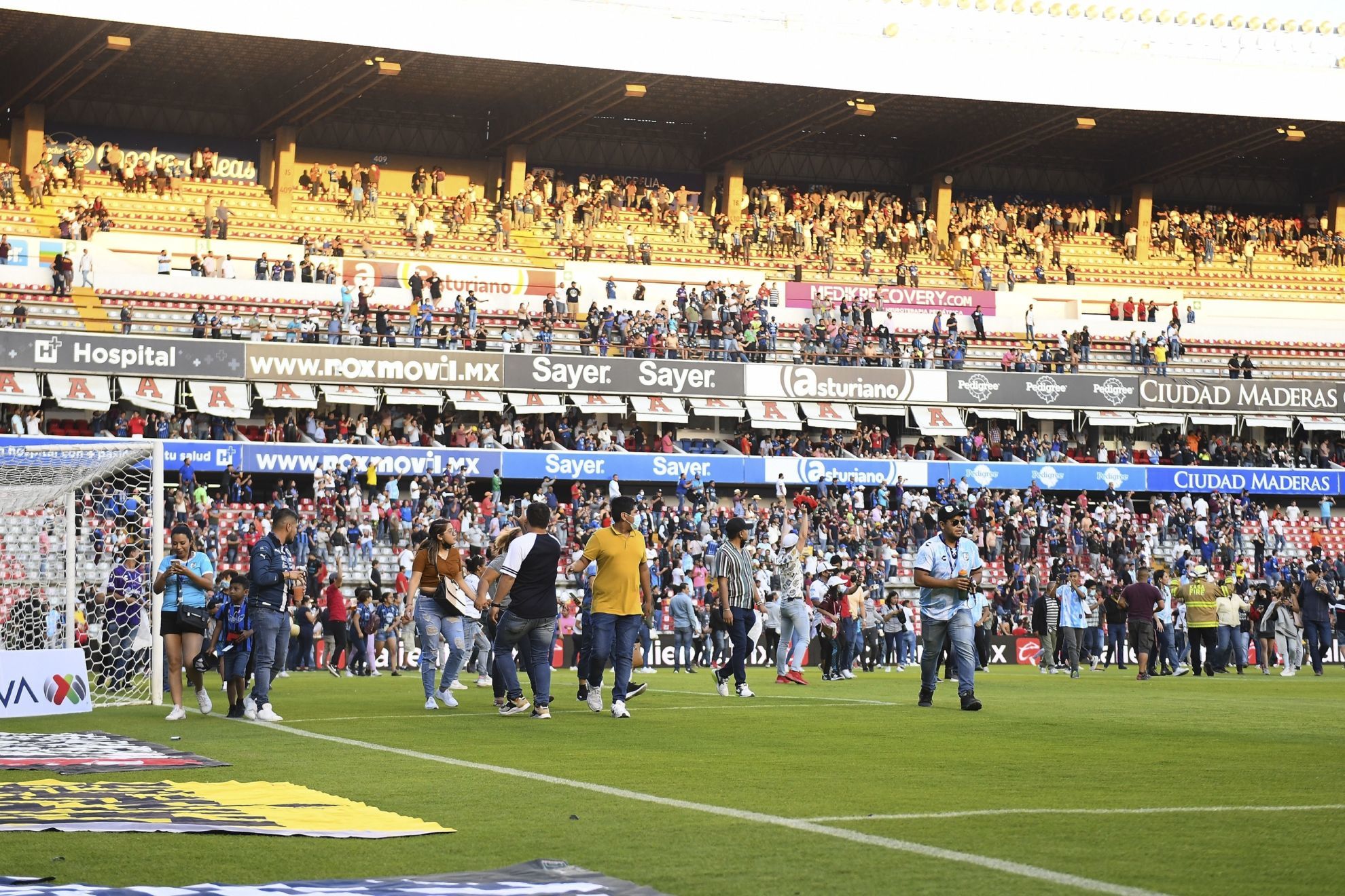 Gallos Blancos